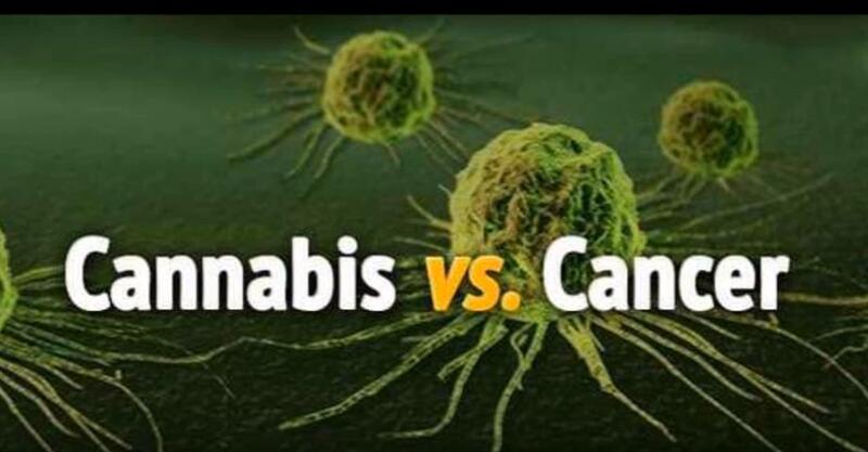 How cannabis oil cures cancer ?