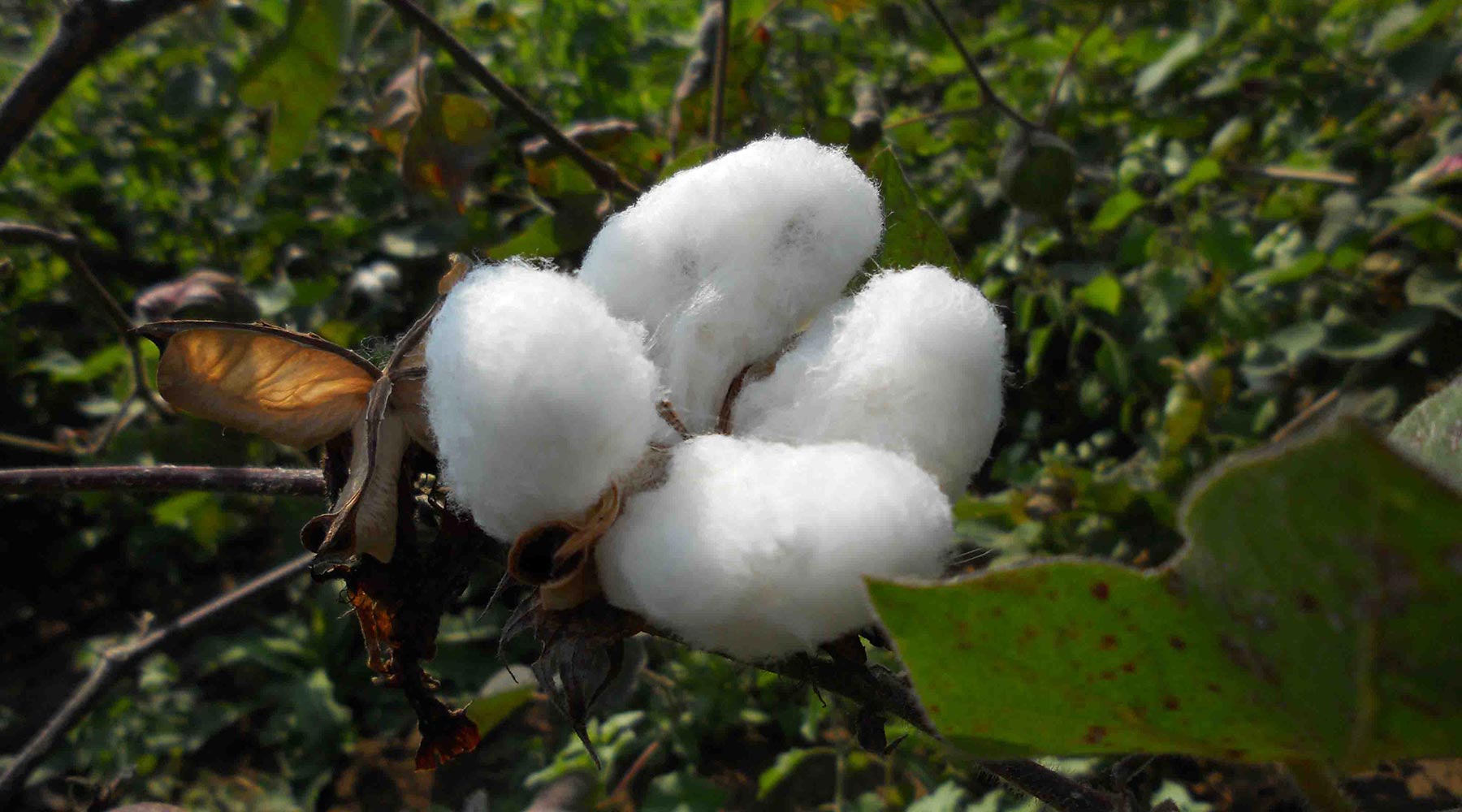 Atomizer Wicks: Going Beyond Cotton
